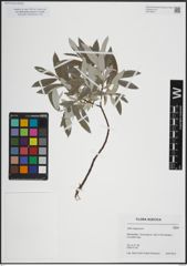 Foto von Salix lapponum L.